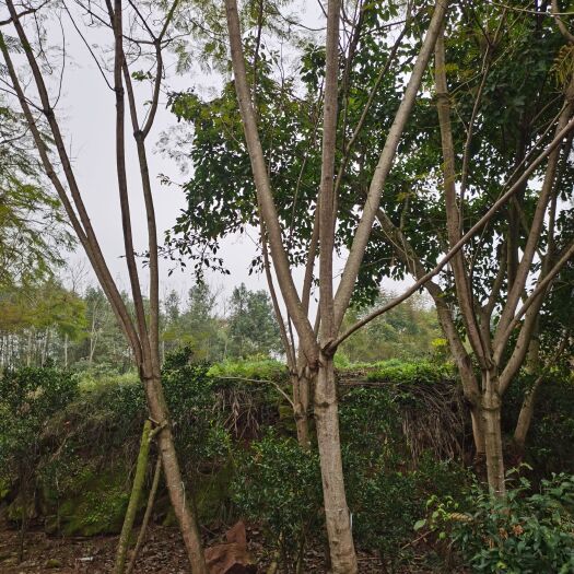 井研县15公分蓝花楹一手货源，地价，自己来挖