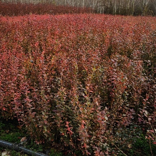 平邑县莱克西蓝莓苗 大量出售蓝莓苗