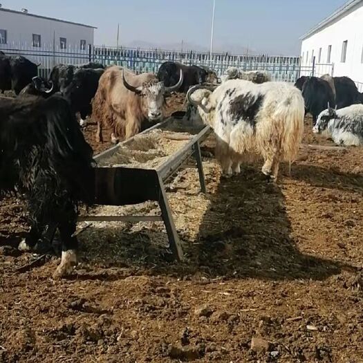 阿图什市牦牛（肉）出售