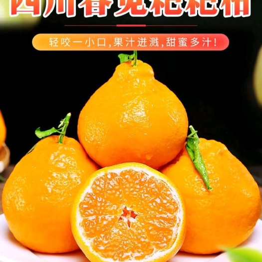 内江椪柑  春见耙耙柑、内江市、市中区、汪洋村