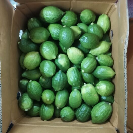 广州 香水柠檬广东香水