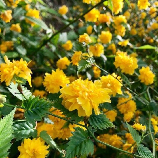 长沙棣棠花