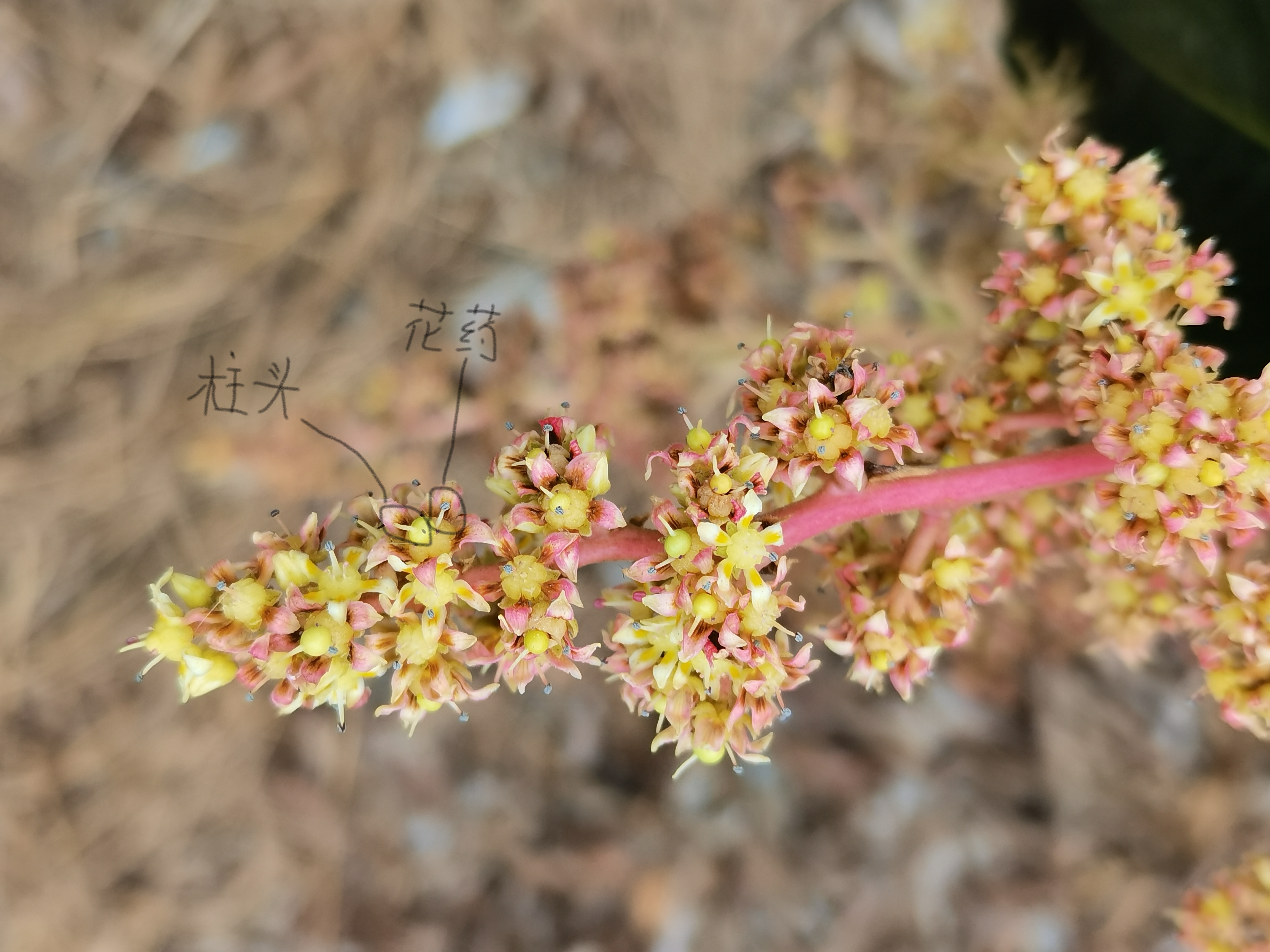 芒果两性花与雄花对比图片