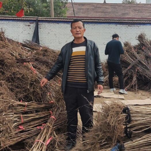绛县大金星山楂树苗 大金星山楂苗