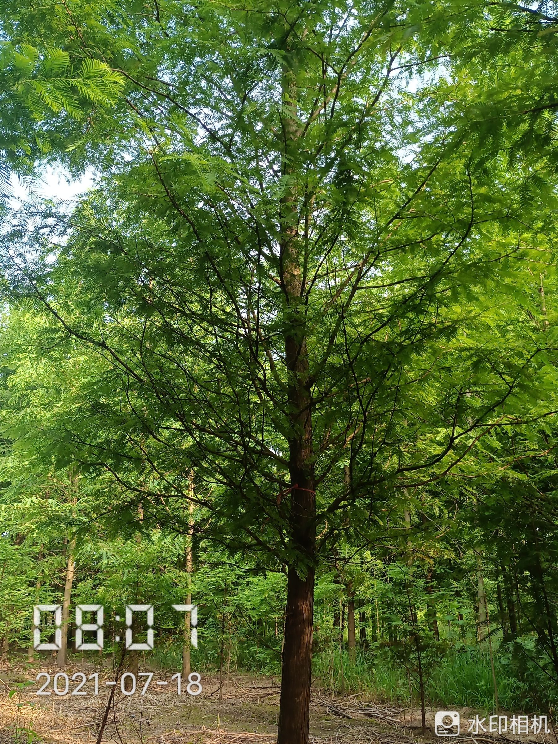池杉 落羽杉 落羽杉 杉树 杉树批发1-20公分杉树