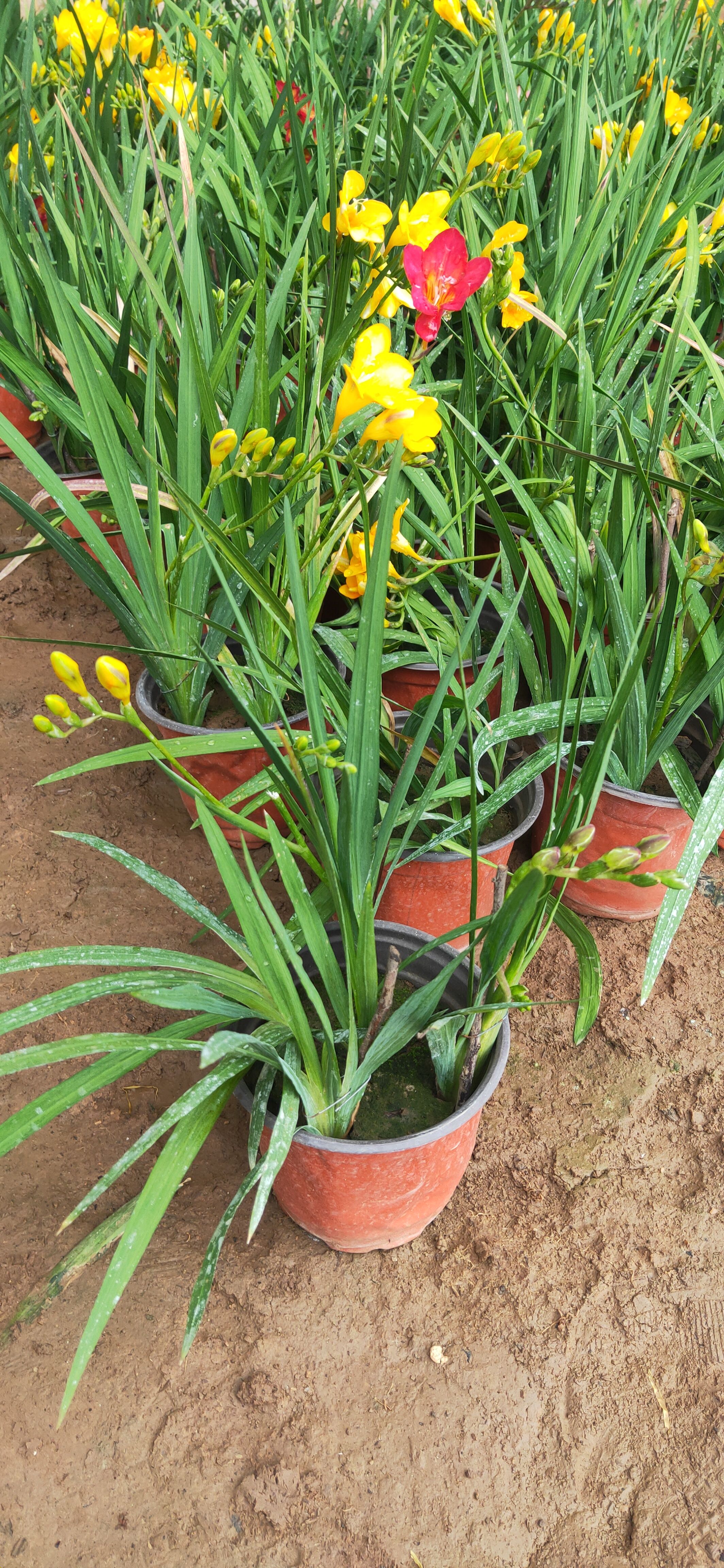  香雪兰种植基地 香雪兰自产自销