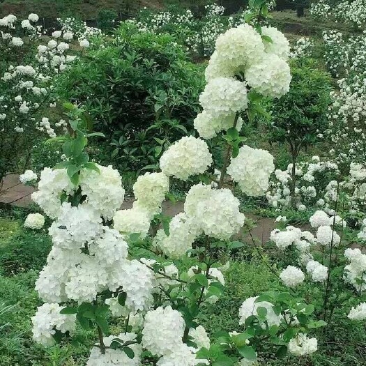 长沙木本绣球