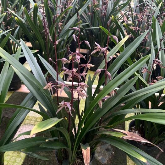 长沙墨兰 兰花