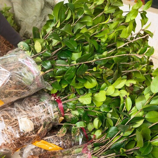 长沙 茶花