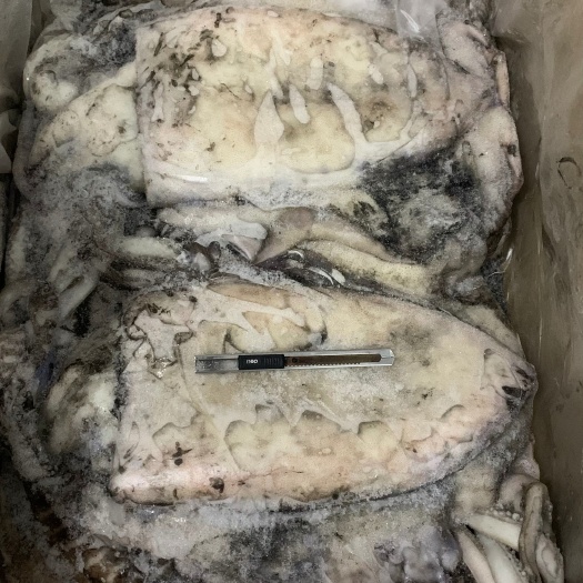 福州大王乌贼   墨鱼批发乌贼批发水产批发海鲜冻品批发