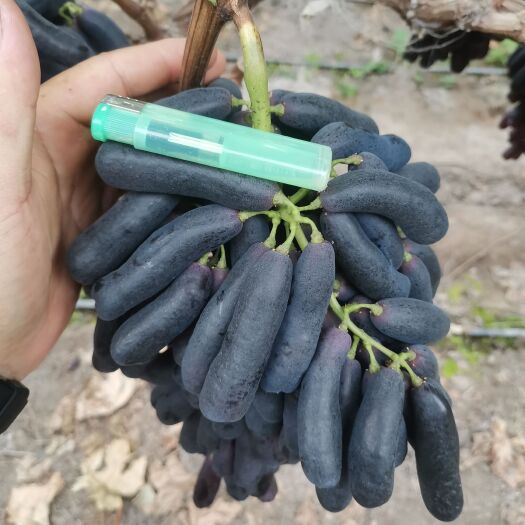 随县蓝宝石葡萄苗 蓝宝石三年以上葡萄苗