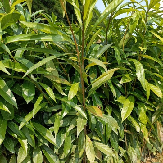 长沙木荷
