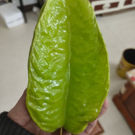 广州香蜜杨桃   新鲜杨桃，批发