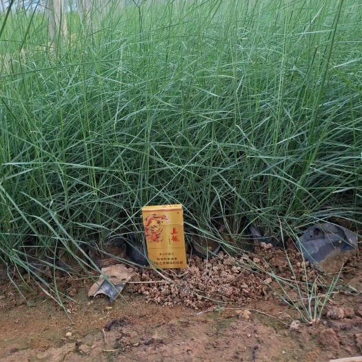 青州市 粉黛乱子草，网红草