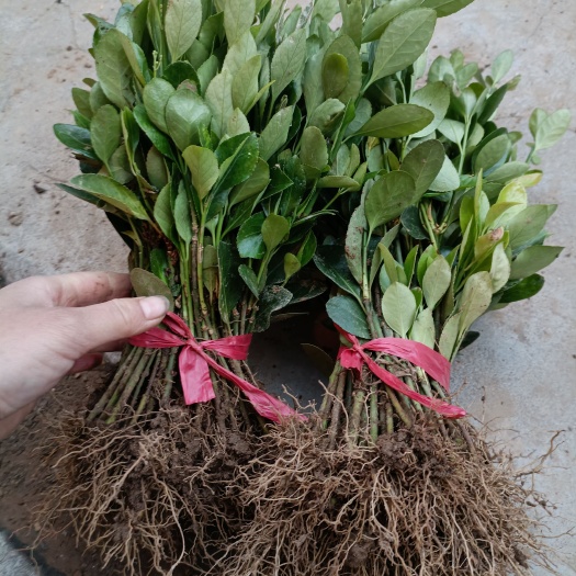 沭阳县 卫矛小苗中苗大苗各种规格齐全