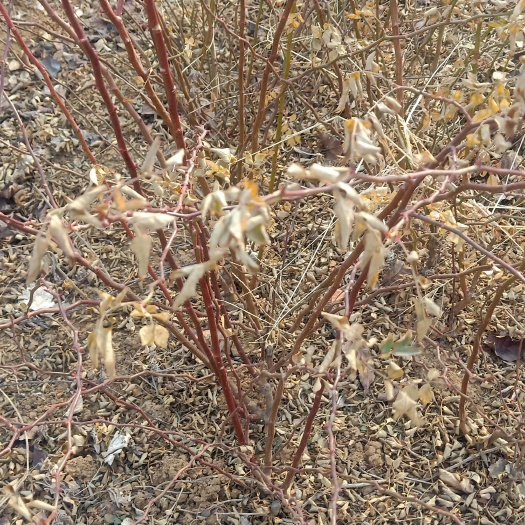 泰安蔷薇苗 蔷薇