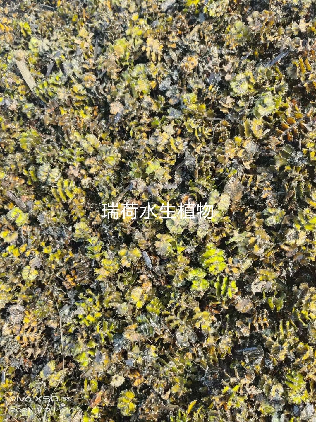 安新县菹草，菹草种子大量供应，水质净化