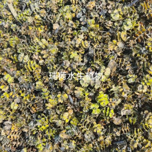 菹草，菹草种子大量供应，水质净化