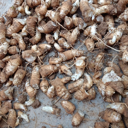 亳州大量出售玄参芽子，改良品种，好种植，好管理，产量高，