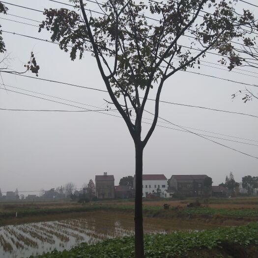 南县黄山栾树 栾树树苗，栾树小苗，栾树批发，栾树基地，栾树价格，