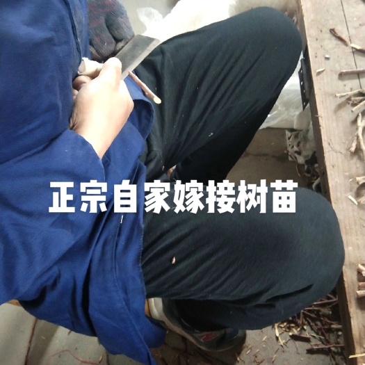 嵊州桃形李苗自家嫁接李子苗南北方种植两年苗