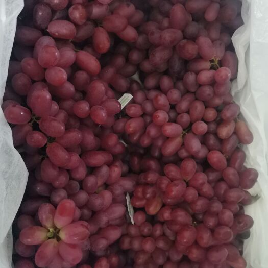 西昌市四川西昌克伦生葡萄冷库货，随时供应