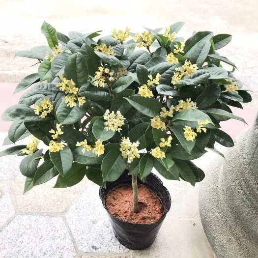 长沙 嫁接桂花树