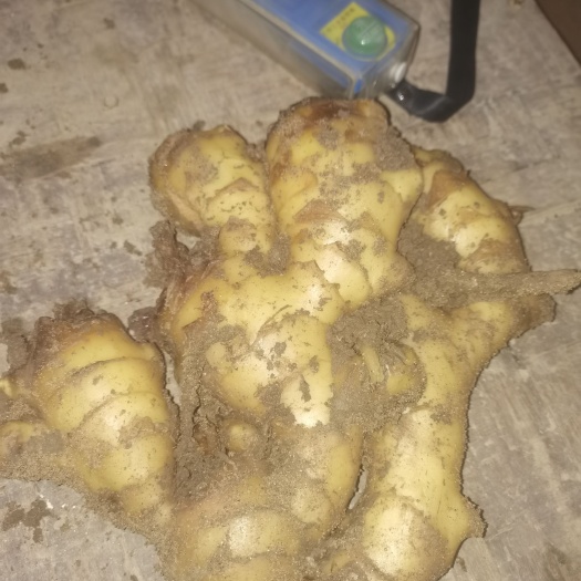 赵县第一年生茬地姜种