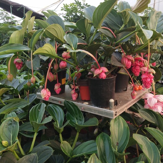青州市宝莲灯盆栽 荷兰宝莲灯自家种植