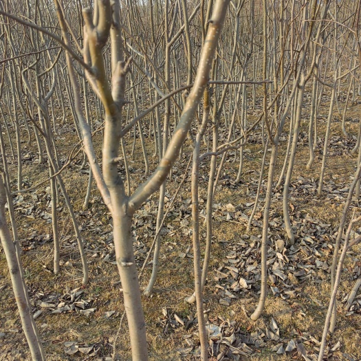 新绛县秋月梨树苗 梨树