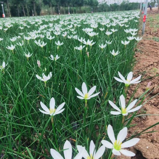 长沙 葱兰