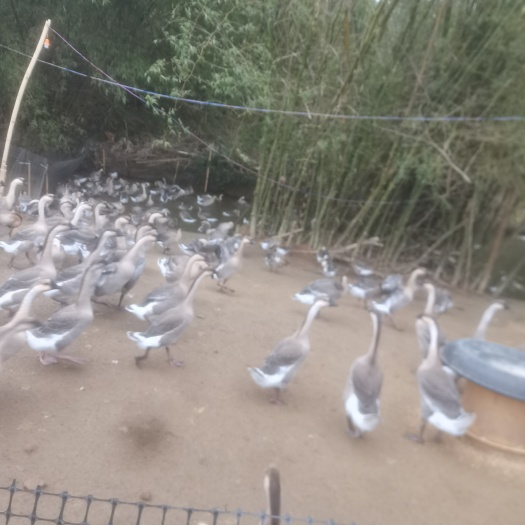 阳春市马岗鹅 马钢鹅，阳江杂