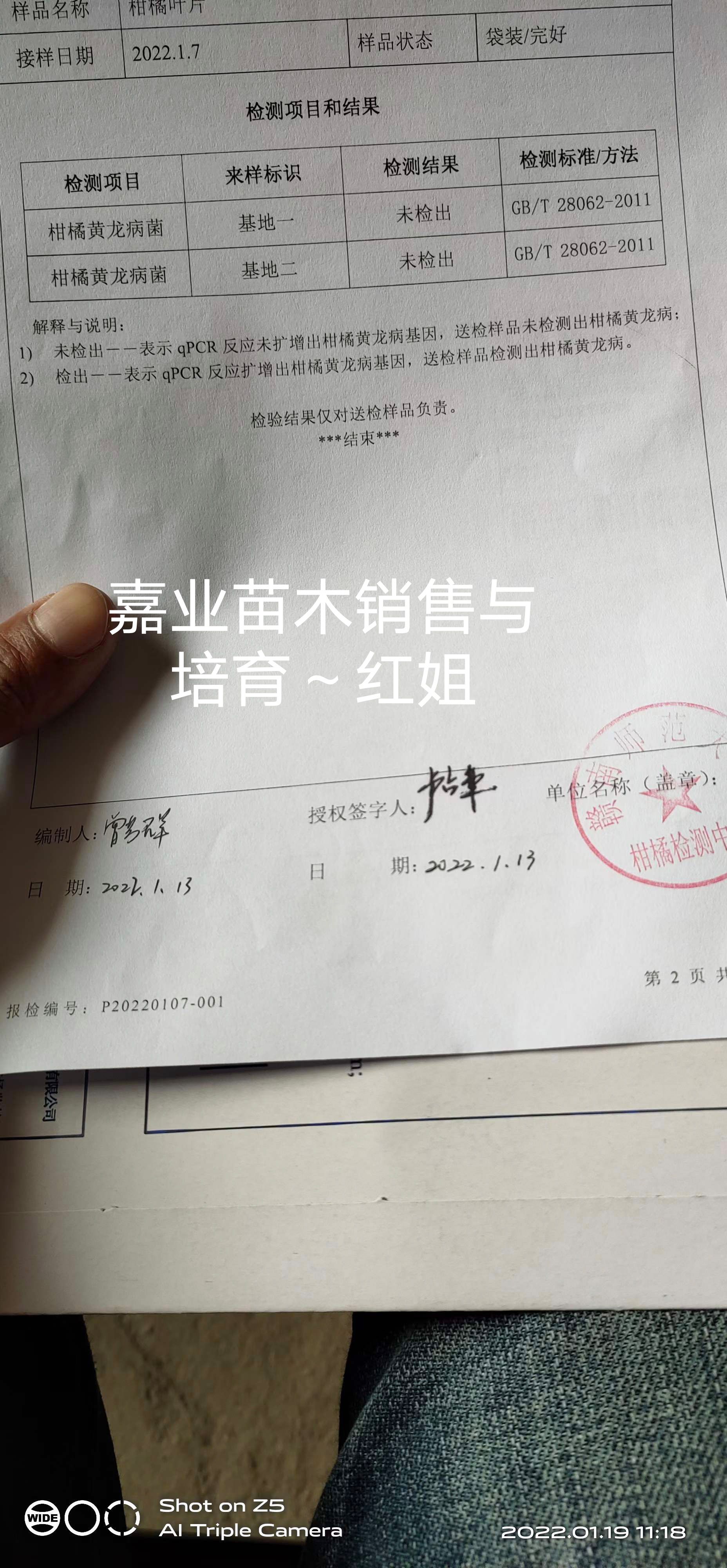 血橙苗  纽荷尔脐橙苗