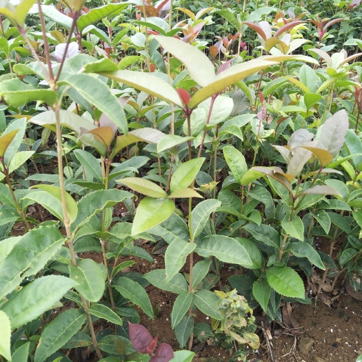 长沙桂花树 桂花