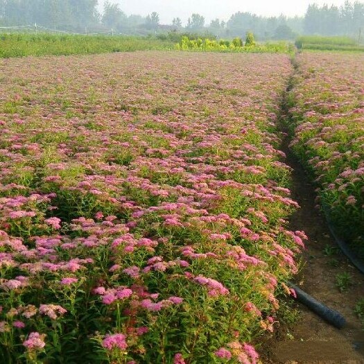 长沙 粉花绣线菊