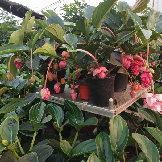 青州市宝莲灯盆栽 年后第一批宝莲灯大花苞现货上市