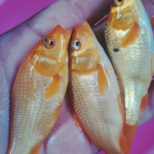 南宁红鲤鱼苗，场地直销，货源充足，规格齐全。