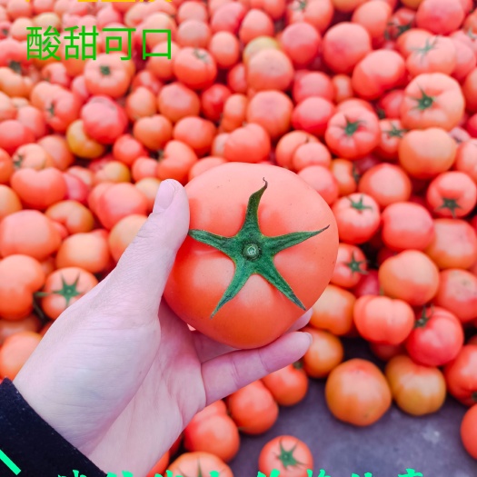 龙港硬粉西红柿 米易西红柿 支持代办代发 弧三以上 一手货源好货