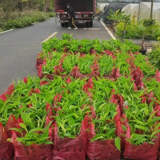 南宁威廉斯b6香蕉苗，金粉一号香蕉苗 粉蕉苗，红蕉苗，苹果粉蕉
