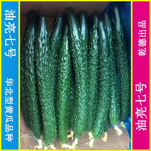 青岛【包邮】乾德油亮七号 密刺油亮黄瓜品种春秋茬口栽培
