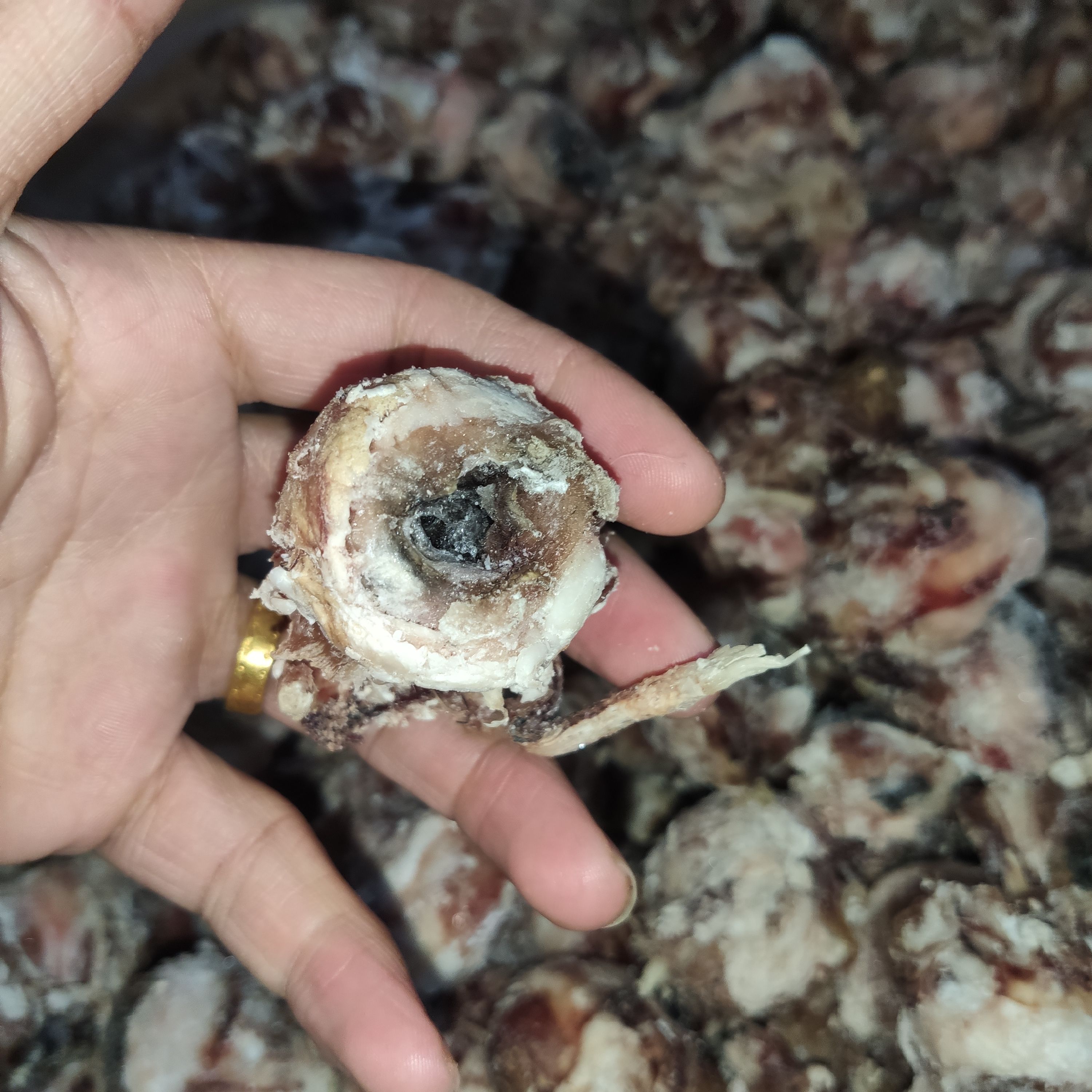 羊眼睛 熟羊眼，熟度高，不泡水，精品羊眼常年有貨，一手貨源