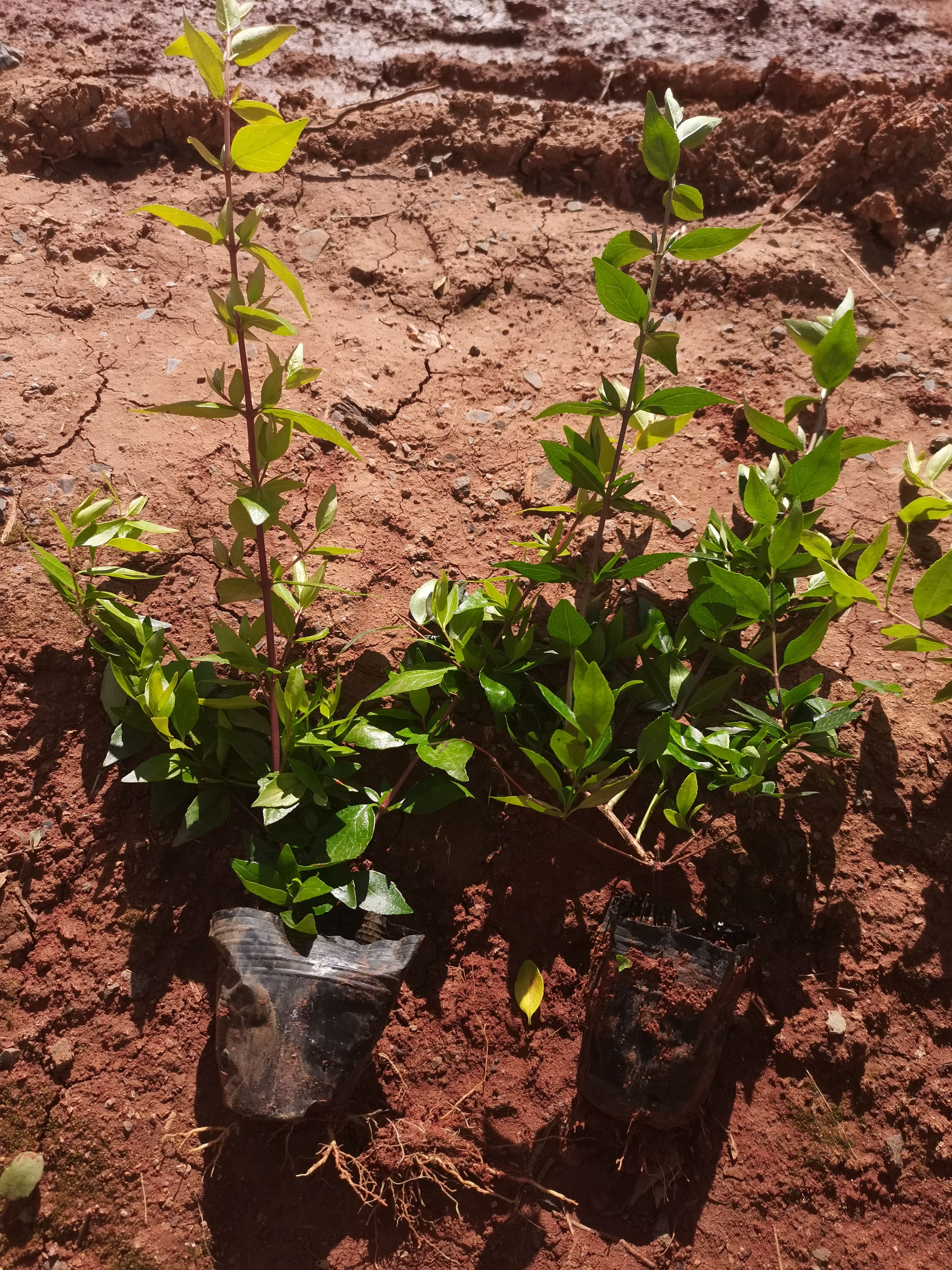 大花六道木，云南昆明大花六道木种植园一手货源