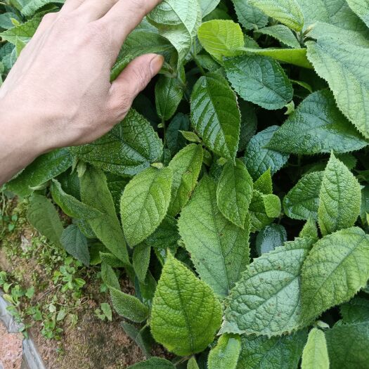 灵山县 五指毛桃苗