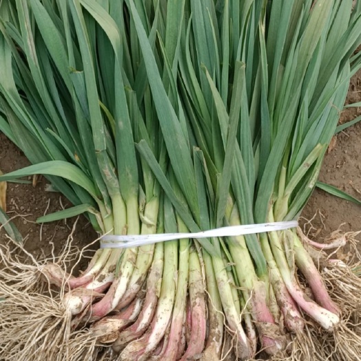 天门市红根蒜苗 45 - 50cm 