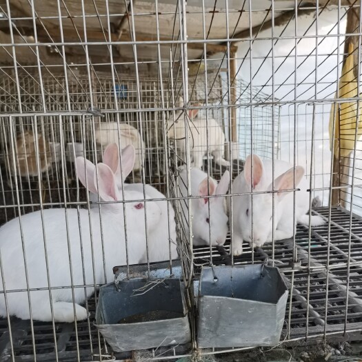 日照种母兔，獭兔，新西兰兔