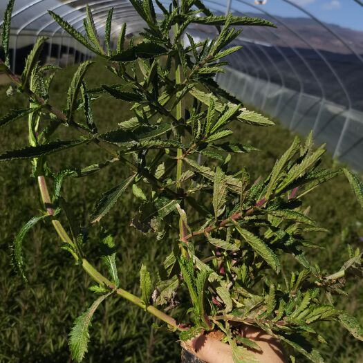 马鞭草种苗 柳叶马鞭草，云南昆明马鞭草种植园一手货源，高30