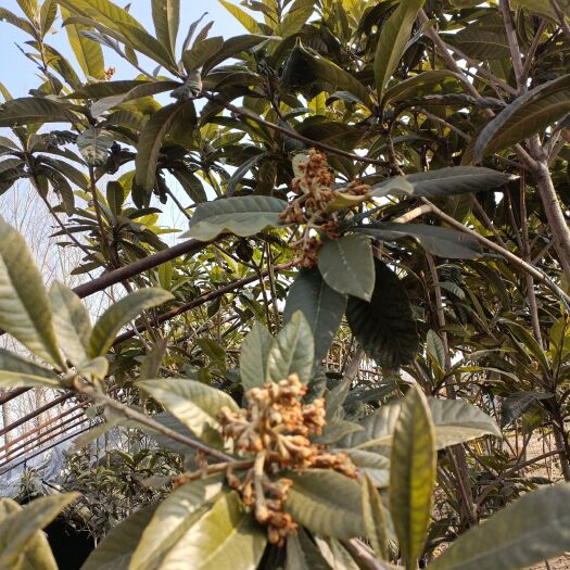 郯城县白沙枇杷苗 枇杷树，南方水果北方种植