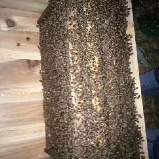 遵义中华蜜蜂 中华小密峰