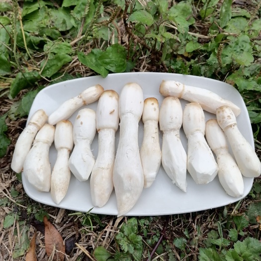  广西玉林蘑菇团长新鲜鸡腿菇一件代发包邮