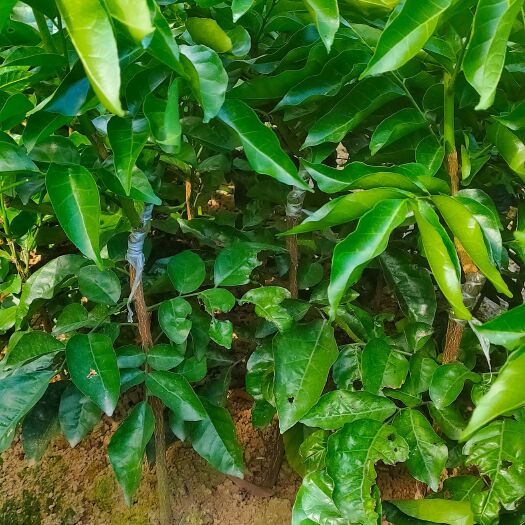 浦北县黑黄皮果苗 黑黄皮，香蜜黄皮，黑金刚，